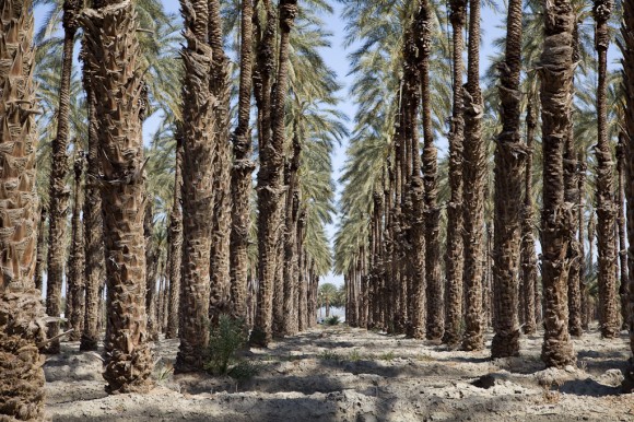 Salton Sea: palm farm