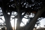 Monterey: morning walks