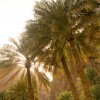 Oman: palms off-road