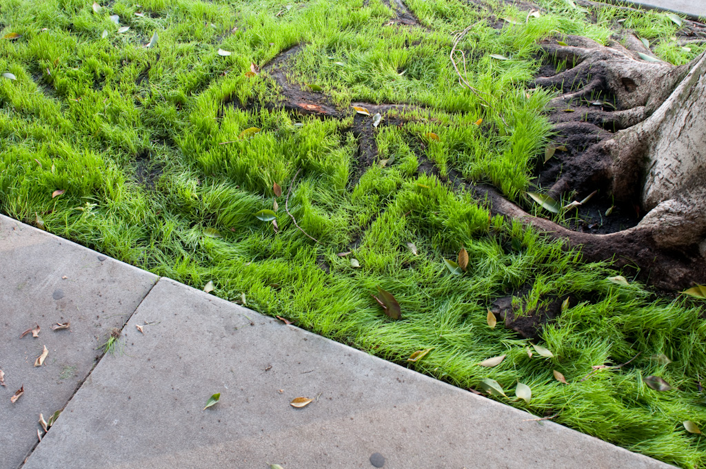 Los Angeles: grassy curb
