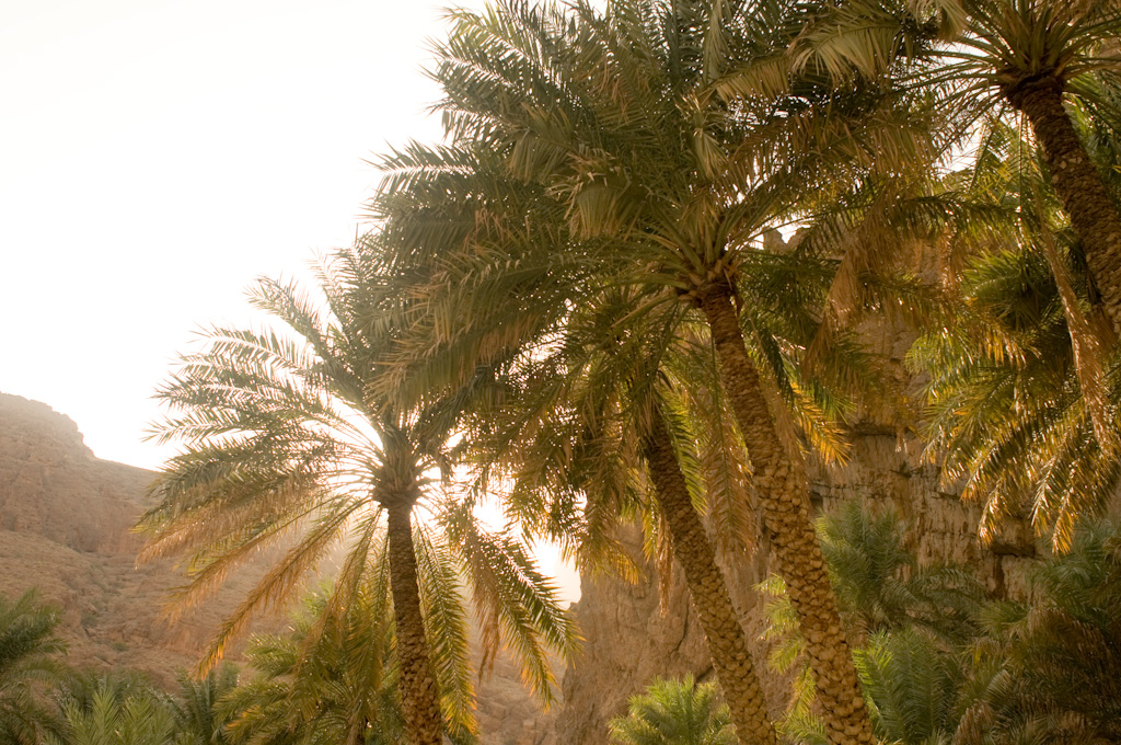 Oman: palms before sunset