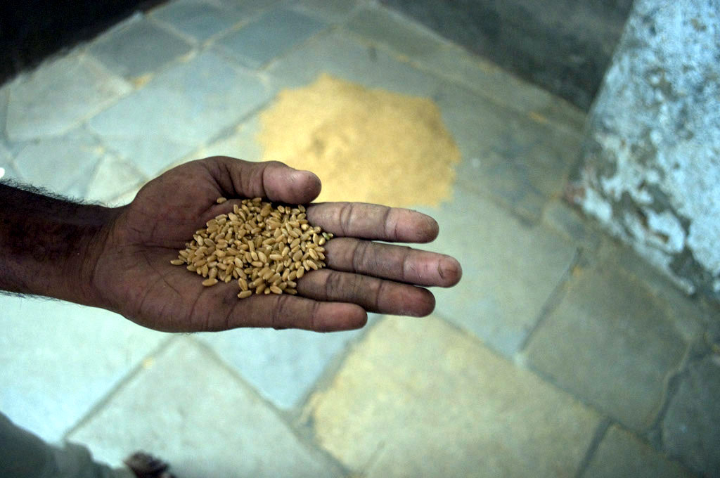 Ahmadabad: farmer holds the grain