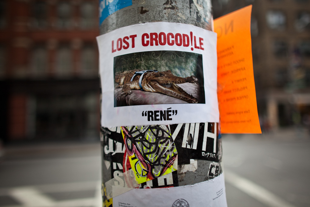 New York: Lost Crocodile
