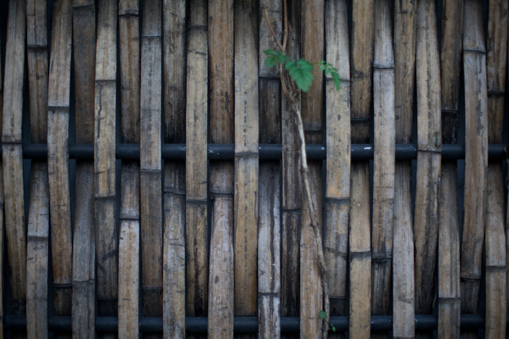 Shanghai: bamboo fence