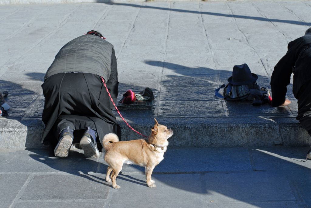 Lhasa: doggy style