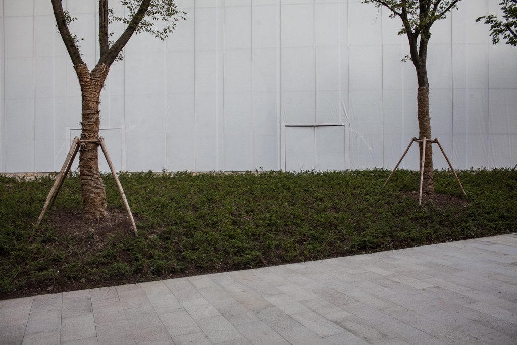 Shanghai: nurturing trees
