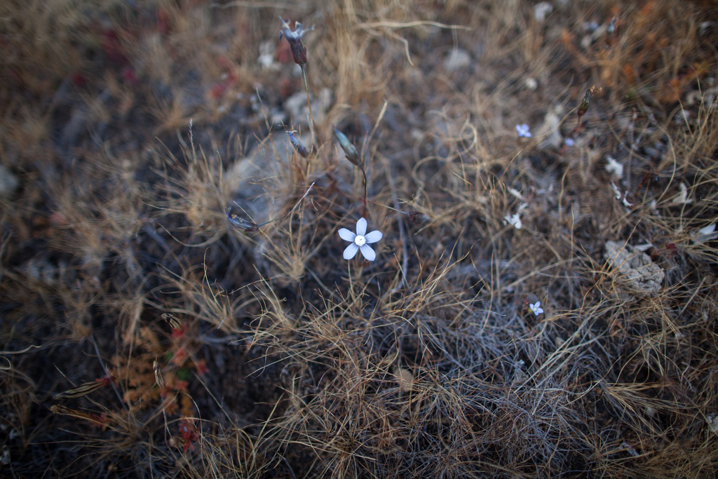 Daocheng: Alpine flower